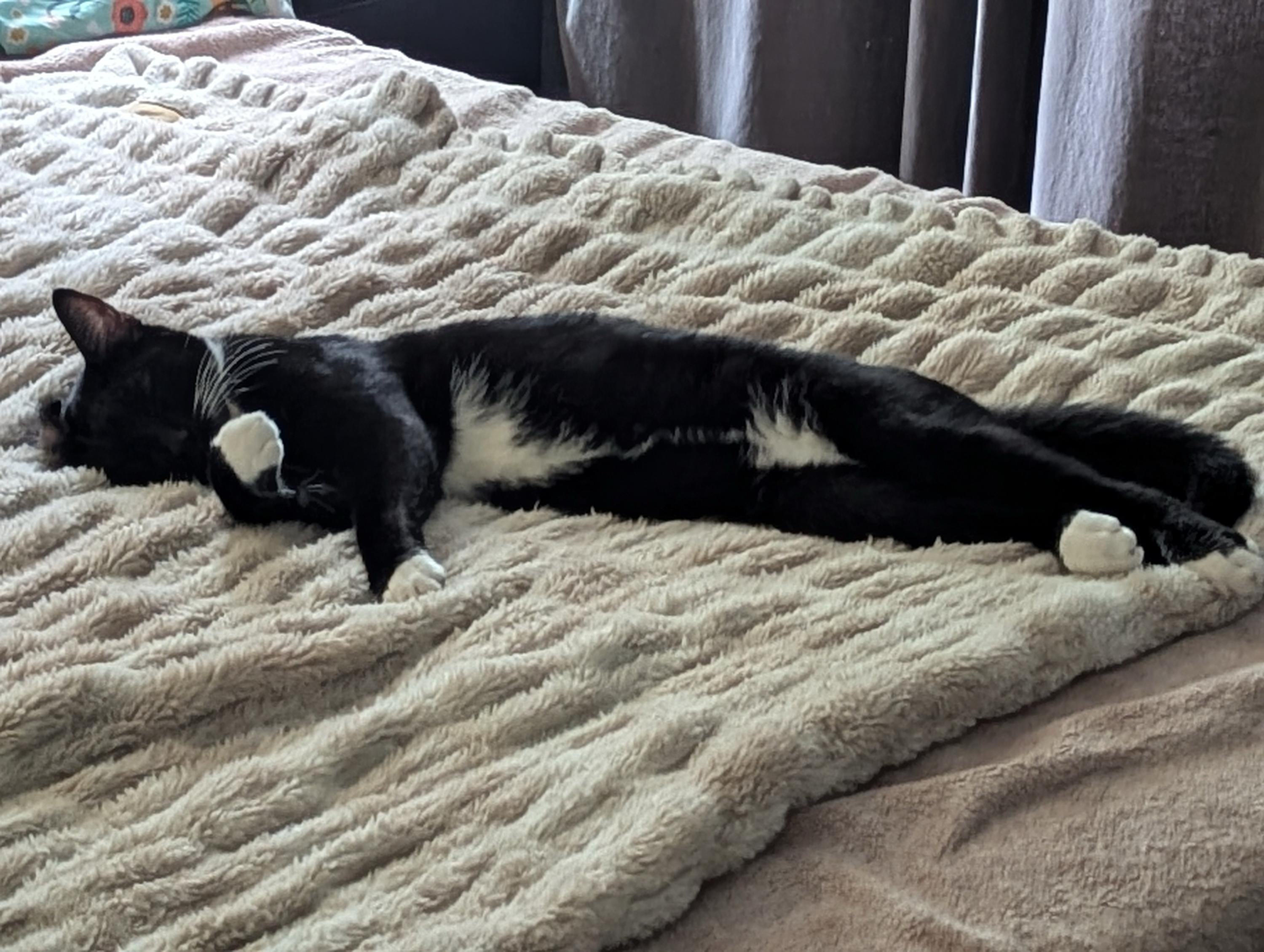 Enlarge Junior and Granite, an adoptable Domestic Short Hair in Seattle, WA image 6/6