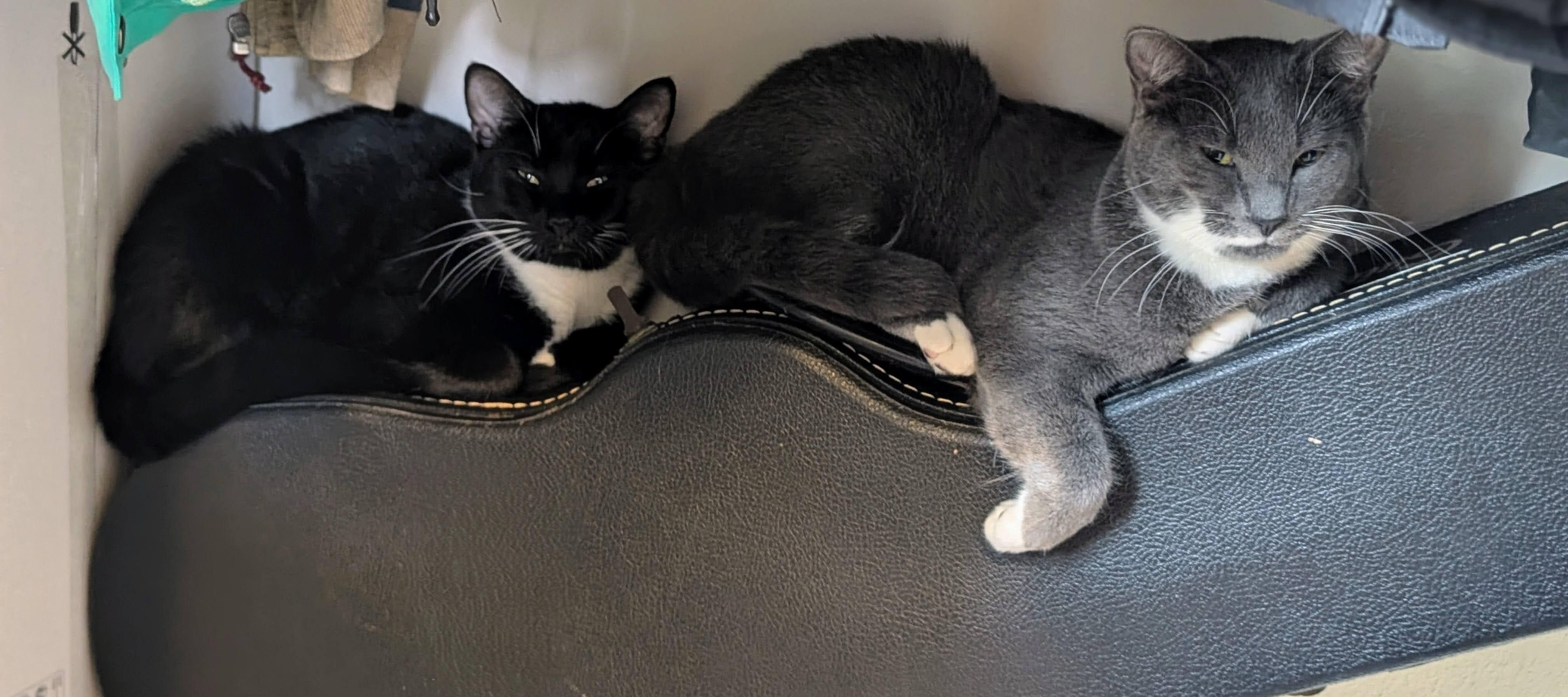 Enlarge Junior and Granite, an adoptable Domestic Short Hair in Seattle, WA image 3/6