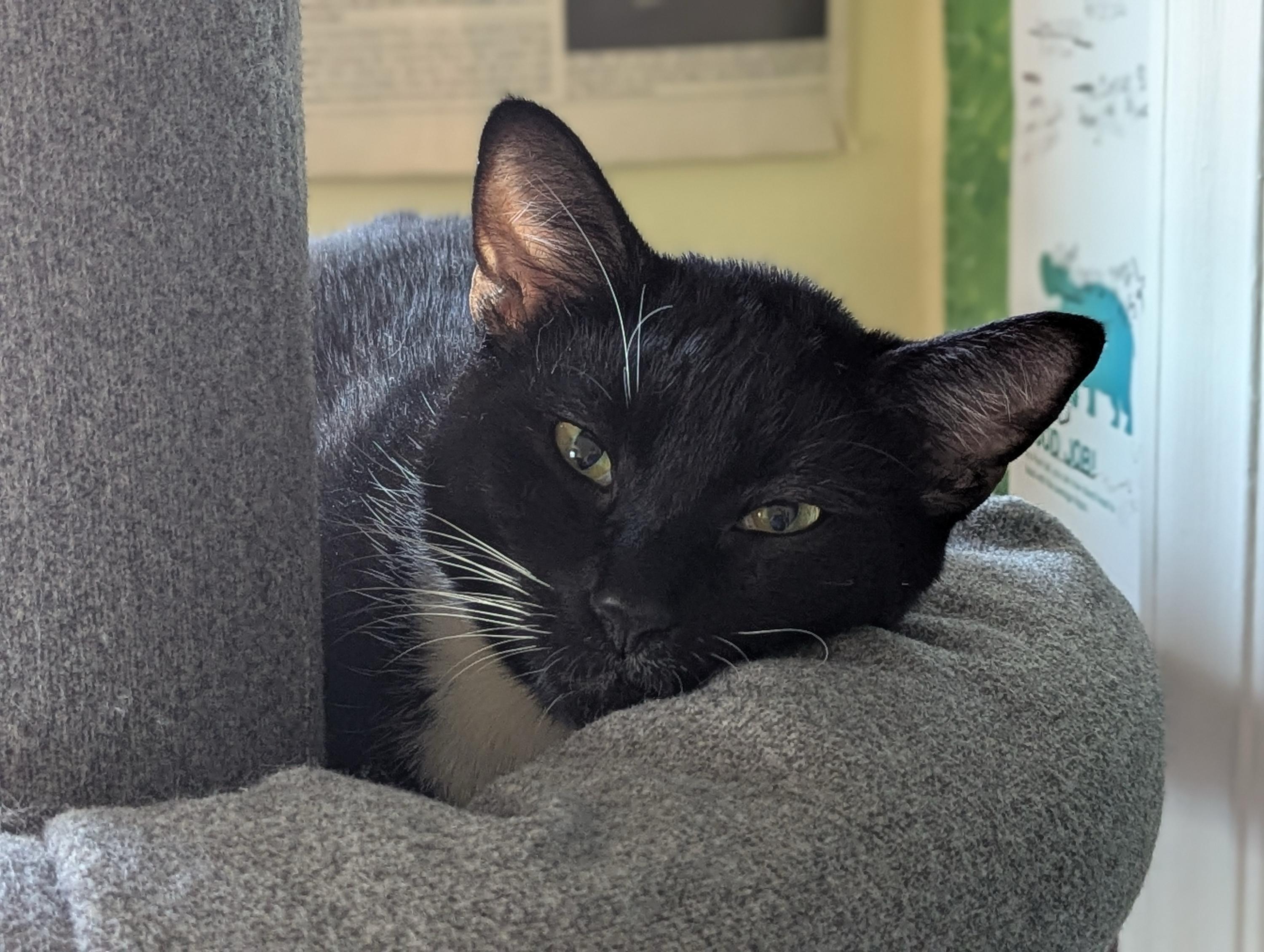 Enlarge Junior and Granite, an adoptable Domestic Short Hair in Seattle, WA image 2/6