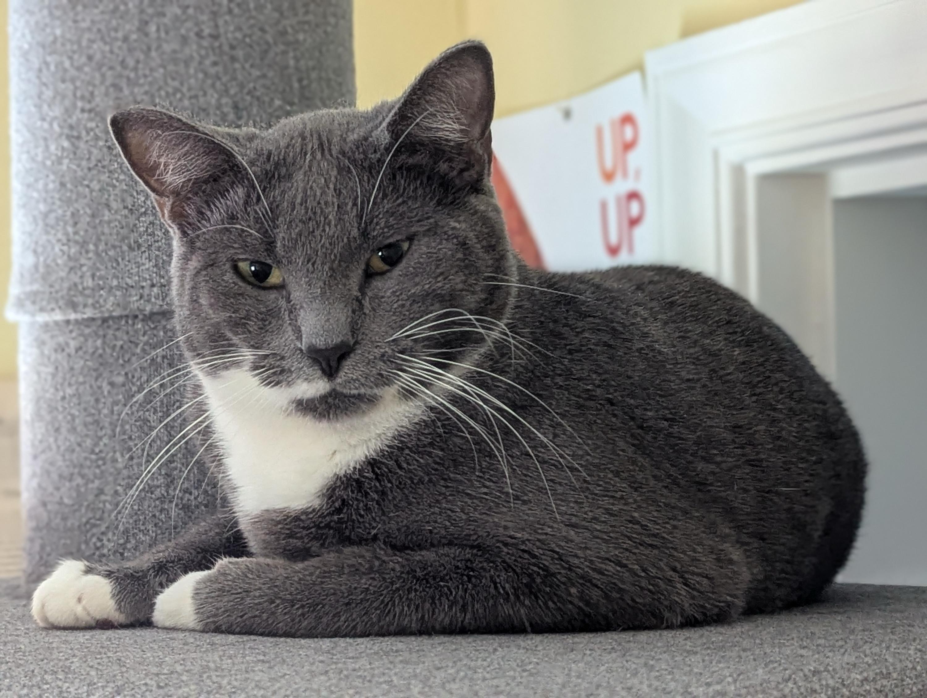 Enlarge Junior and Granite, an adoptable Domestic Short Hair in Seattle, WA image 5/6