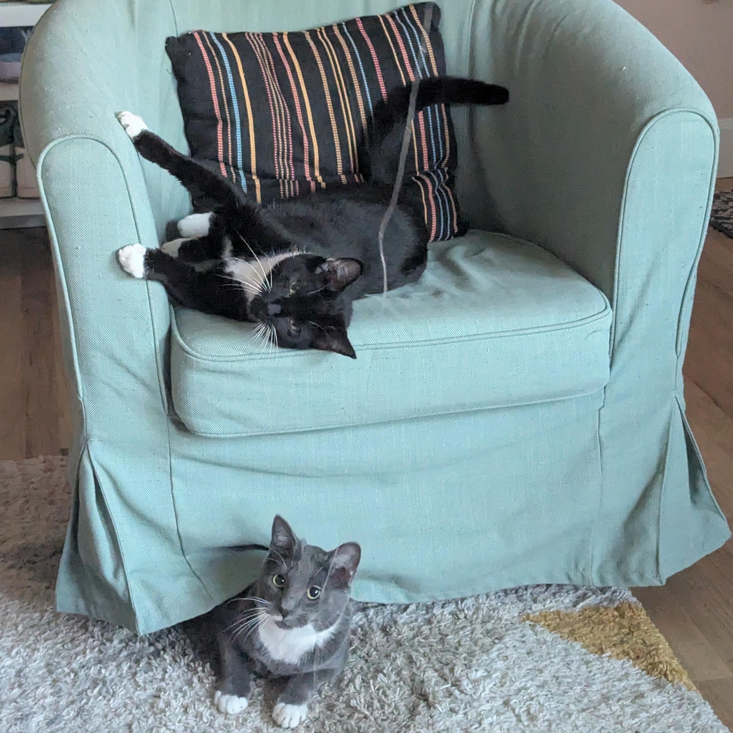 Junior and Granite, adoptable, Kitten Male Domestic Short Hair.