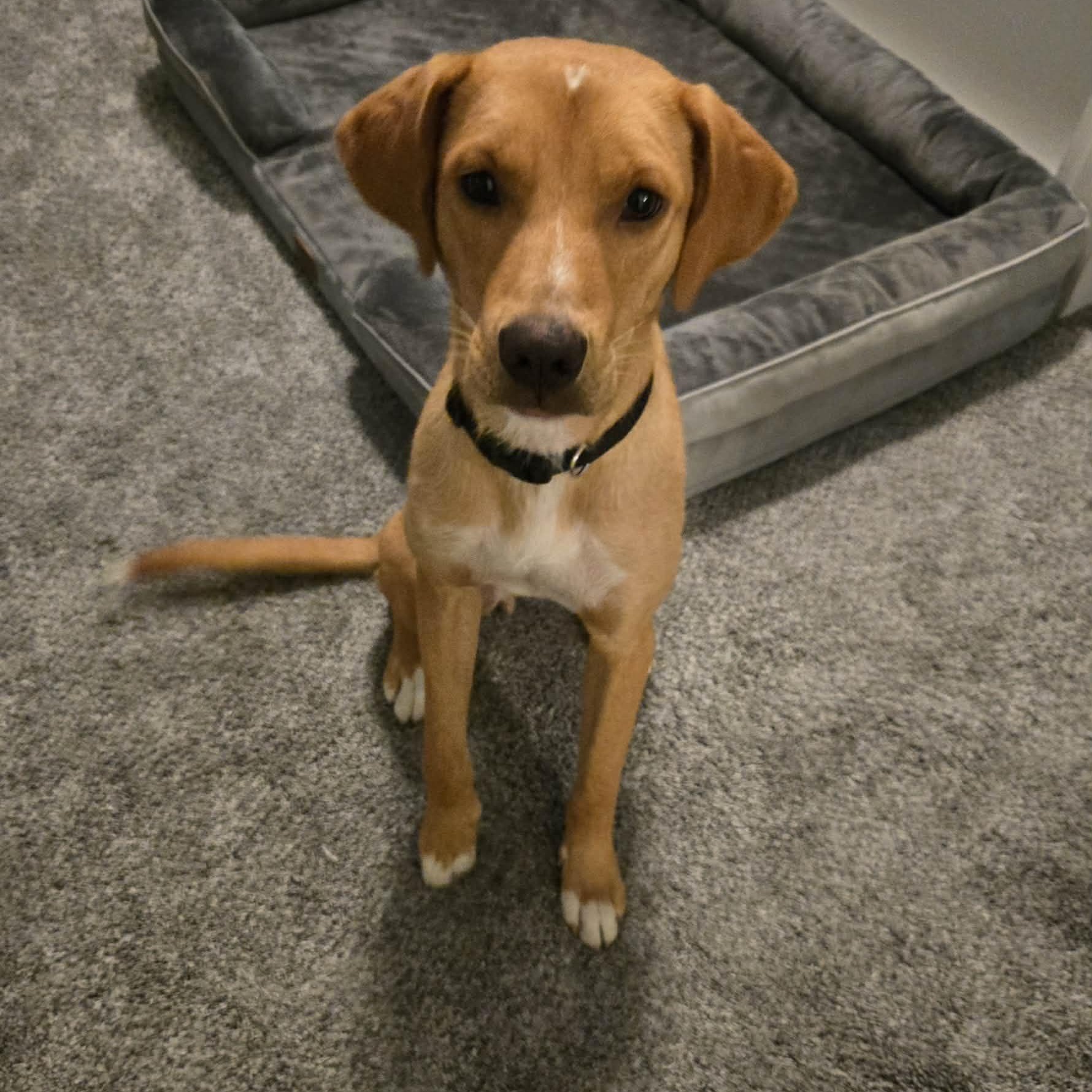 Joshy, a ADOPTABLE mixed breed in Woolwich, ME image 6/6