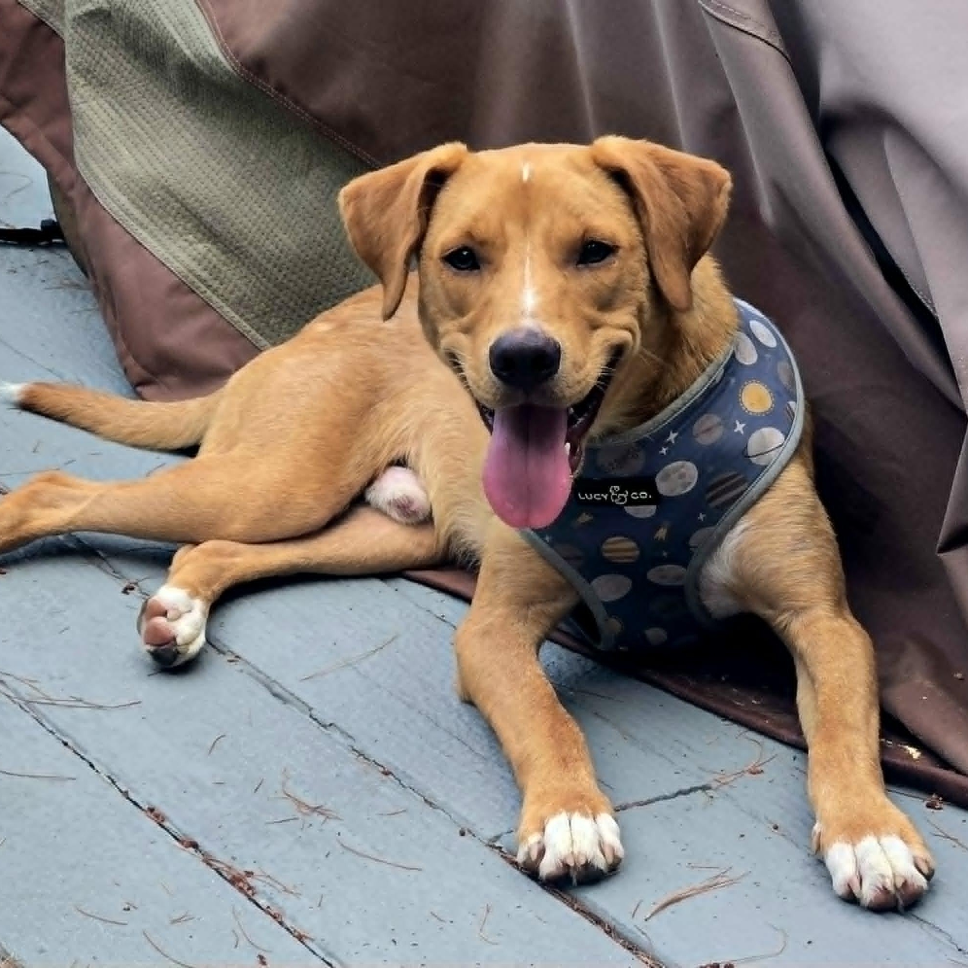 Joshy, a ADOPTABLE mixed breed in Woolwich, ME image 2/6