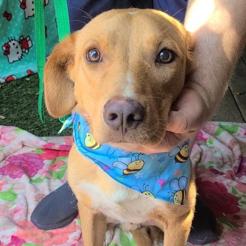 Joshy, ADOPTABLE, Young Male Labrador Retriever.