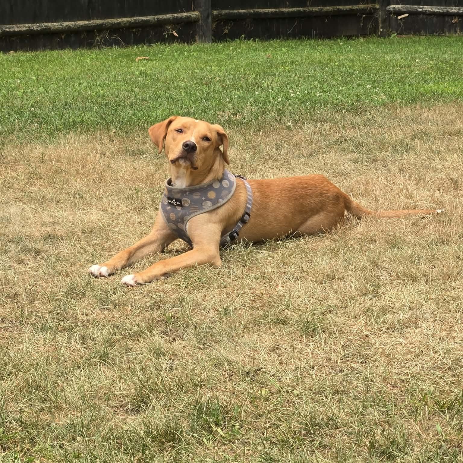 Joshy, a ADOPTABLE mixed breed in Woolwich, ME image 5/6