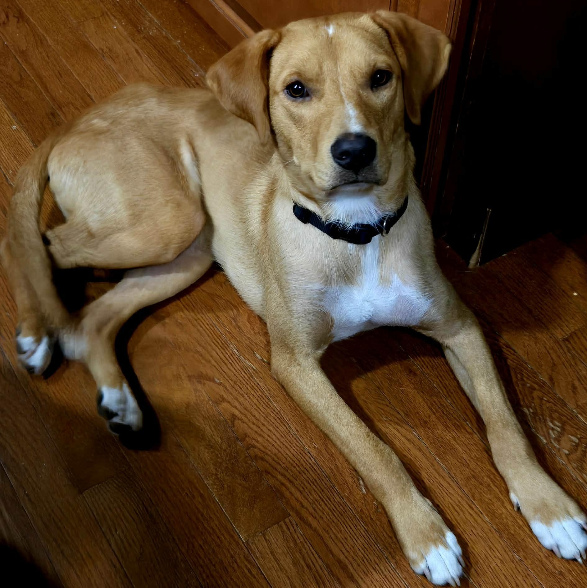 Joshy, ADOPTABLE, Young Male Labrador Retriever.