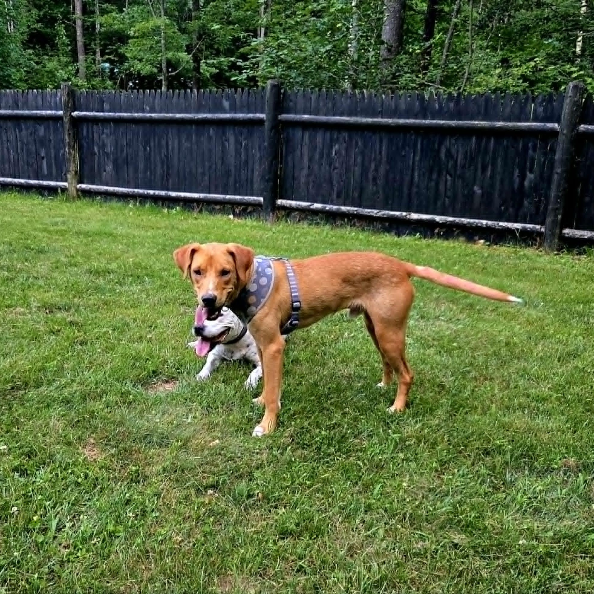 Joshy, a ADOPTABLE mixed breed in Woolwich, ME image 3/6