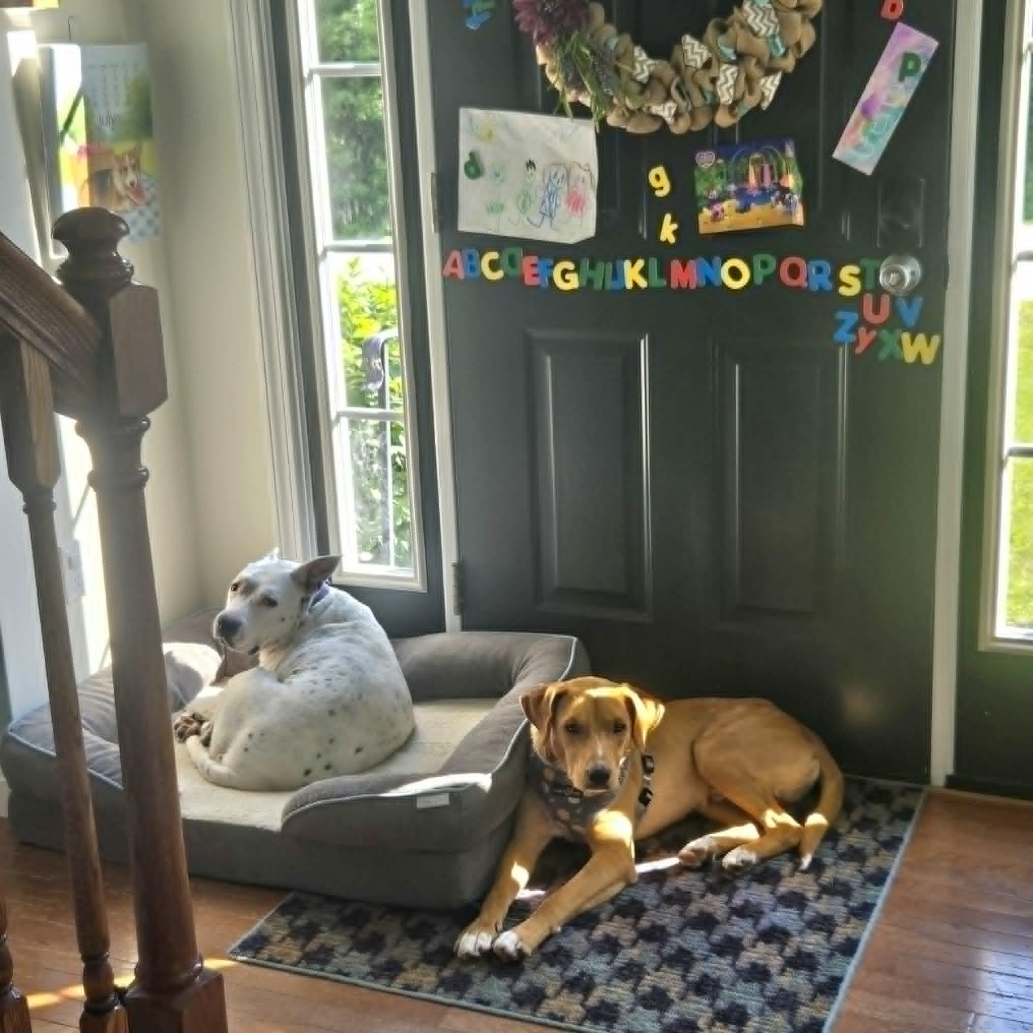 Joshy, a ADOPTABLE mixed breed in Woolwich, ME image 4/6