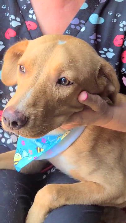 Enlarge Joshy, a ADOPTABLE mixed breed in Woolwich, ME video 2/2