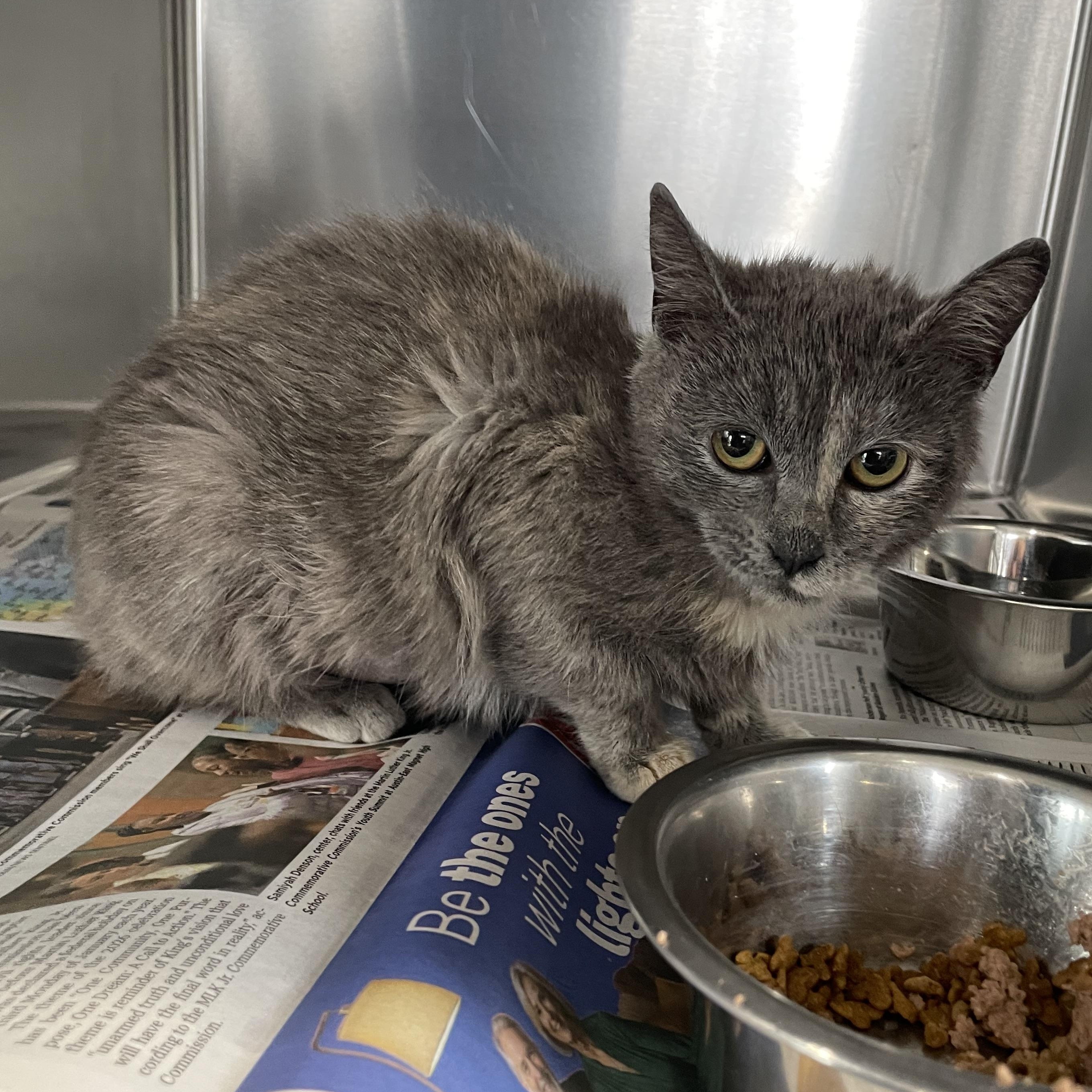 Cotton, adopted, Kitten Female Domestic Medium Hair.