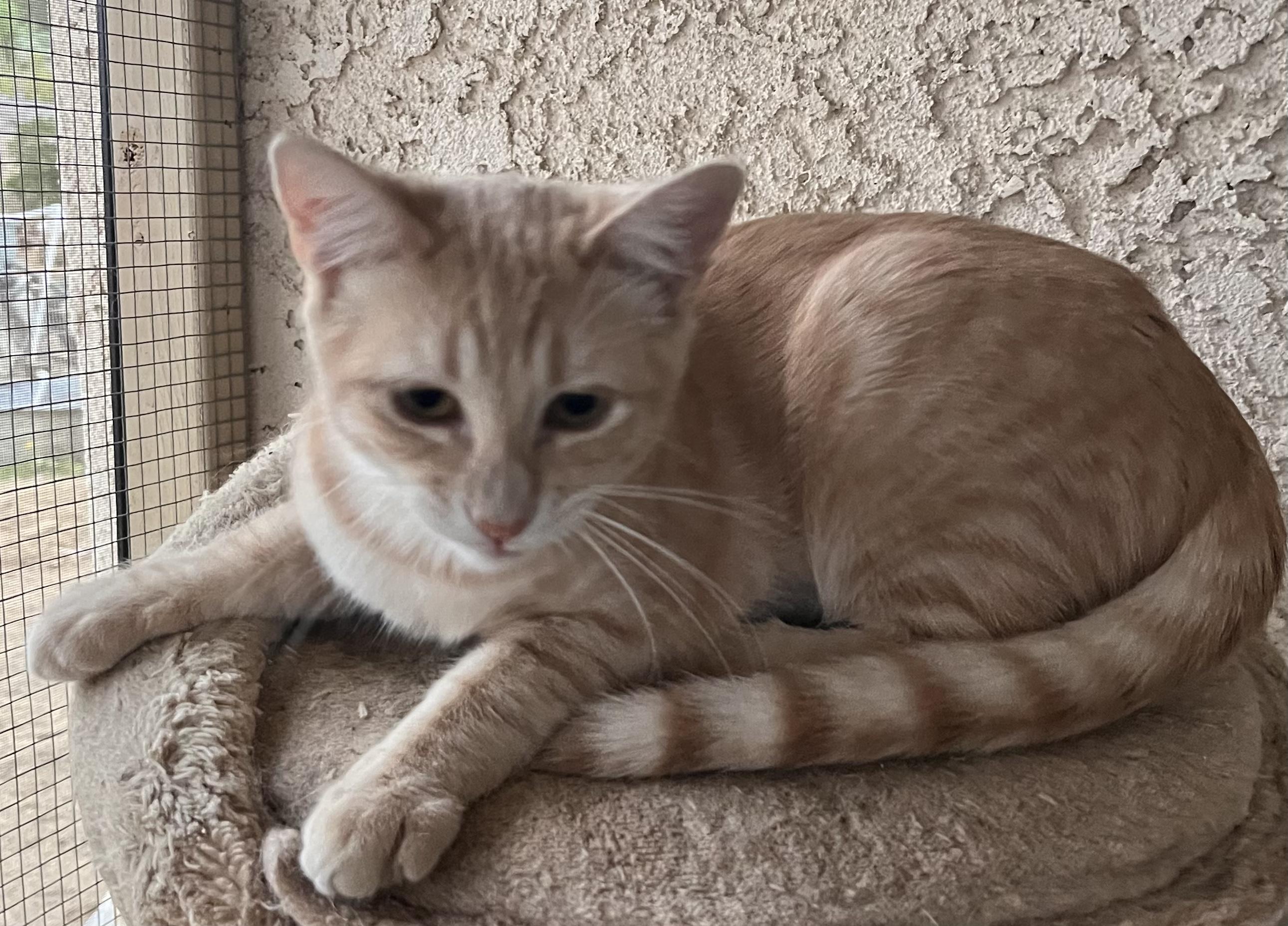 Enlarge Sky Lark, a Adoptable mixed breed in Moreno Valley, CA image 5/5