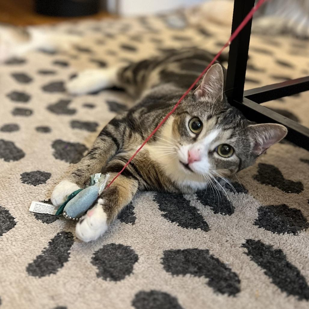 Enlarge O'Neill, a Adoptable Domestic Short Hair in Middle Village, NY image 1/6