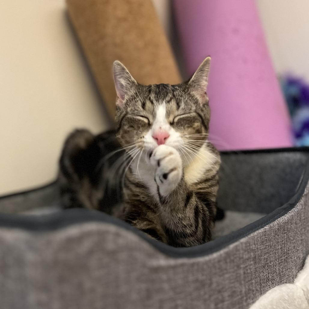 Enlarge O'Neill, a Adoptable Domestic Short Hair in Middle Village, NY image 2/6