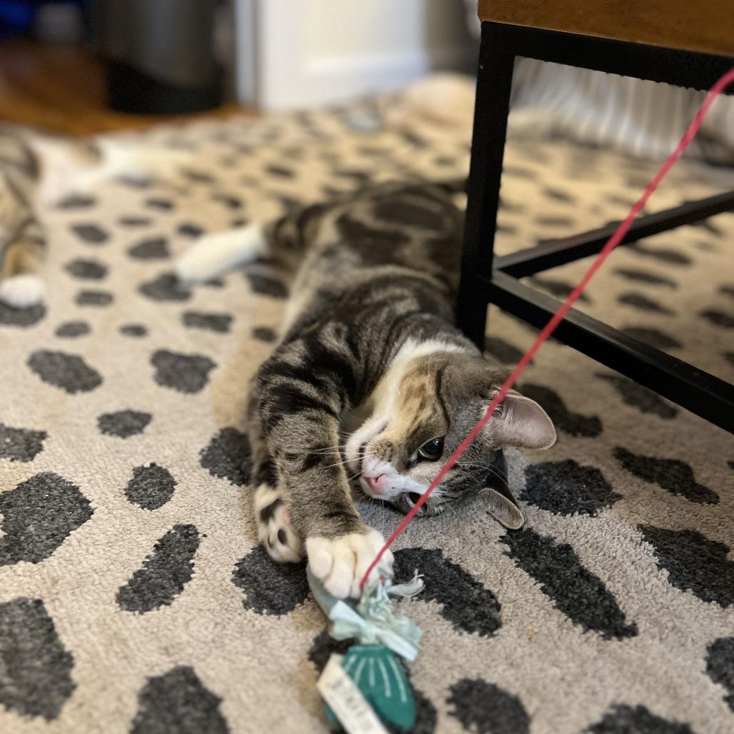 Enlarge O'Neill, a Adoptable Domestic Short Hair in Middle Village, NY image 3/6