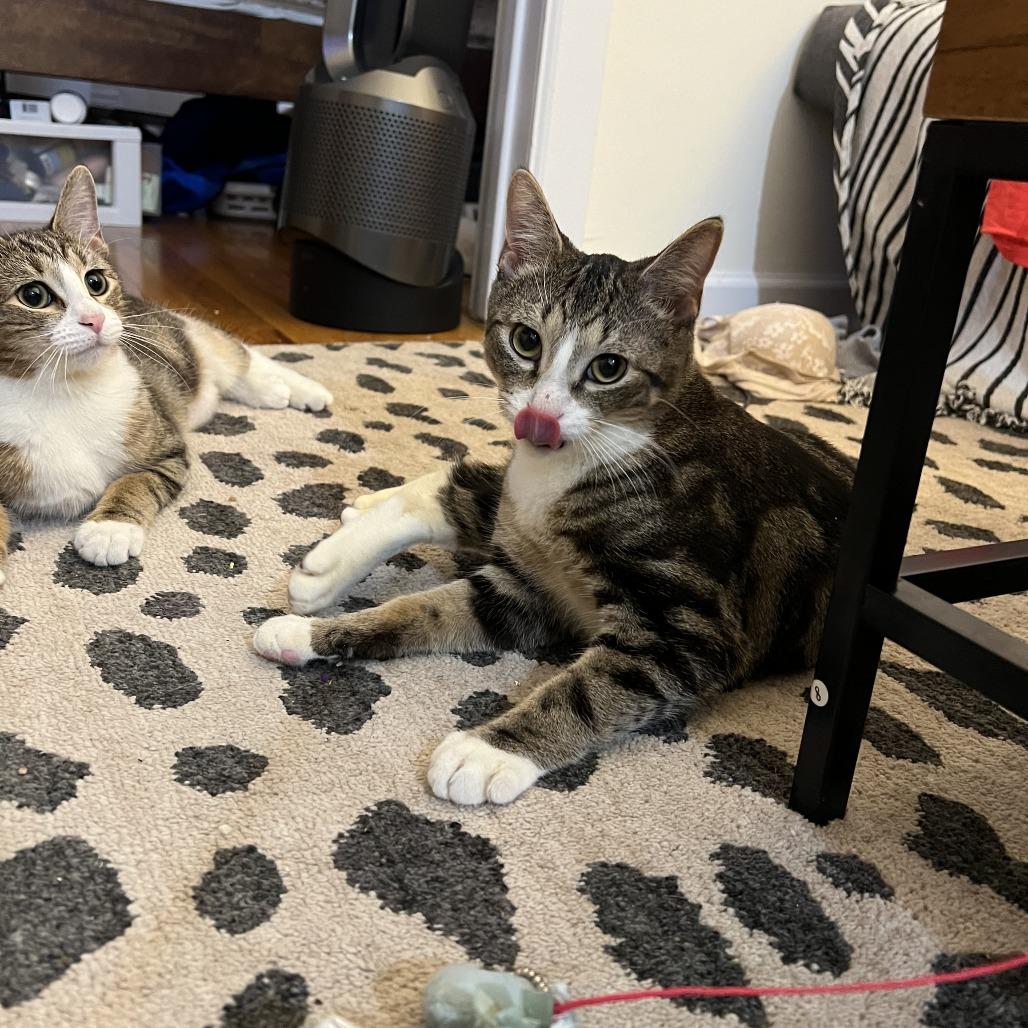 O'Neill — thumbnail 4