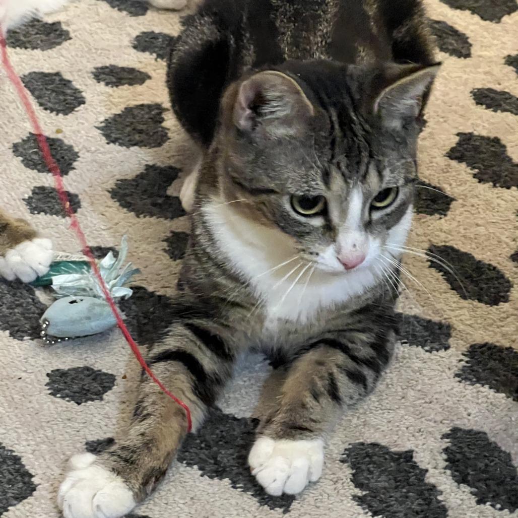 Enlarge O'Neill, a Adoptable Domestic Short Hair in Middle Village, NY image 5/6