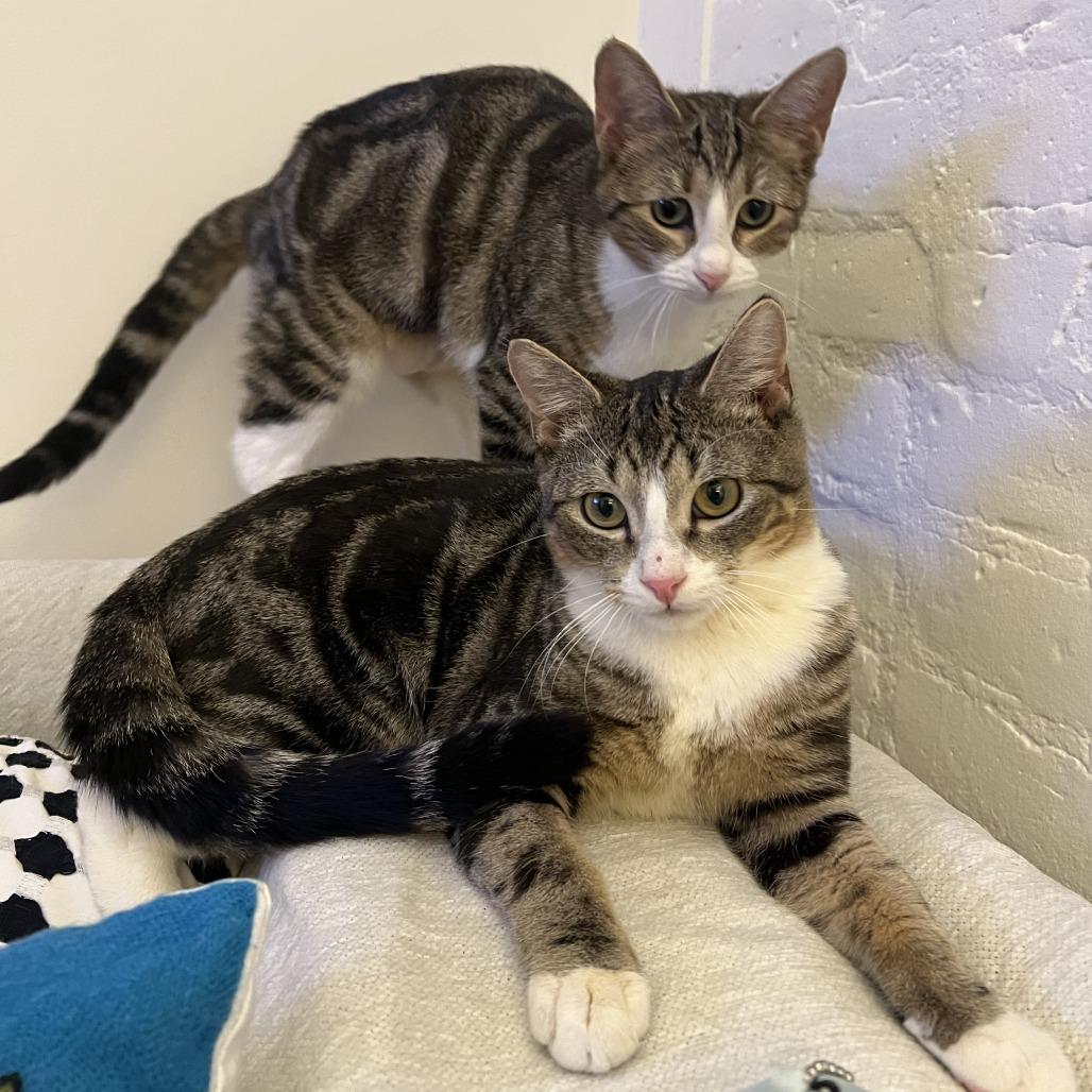 Enlarge O'Neill, a Adoptable Domestic Short Hair in Middle Village, NY image 6/6