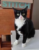 Indigo, ADOPTABLE, Adult Female Domestic Short Hair.