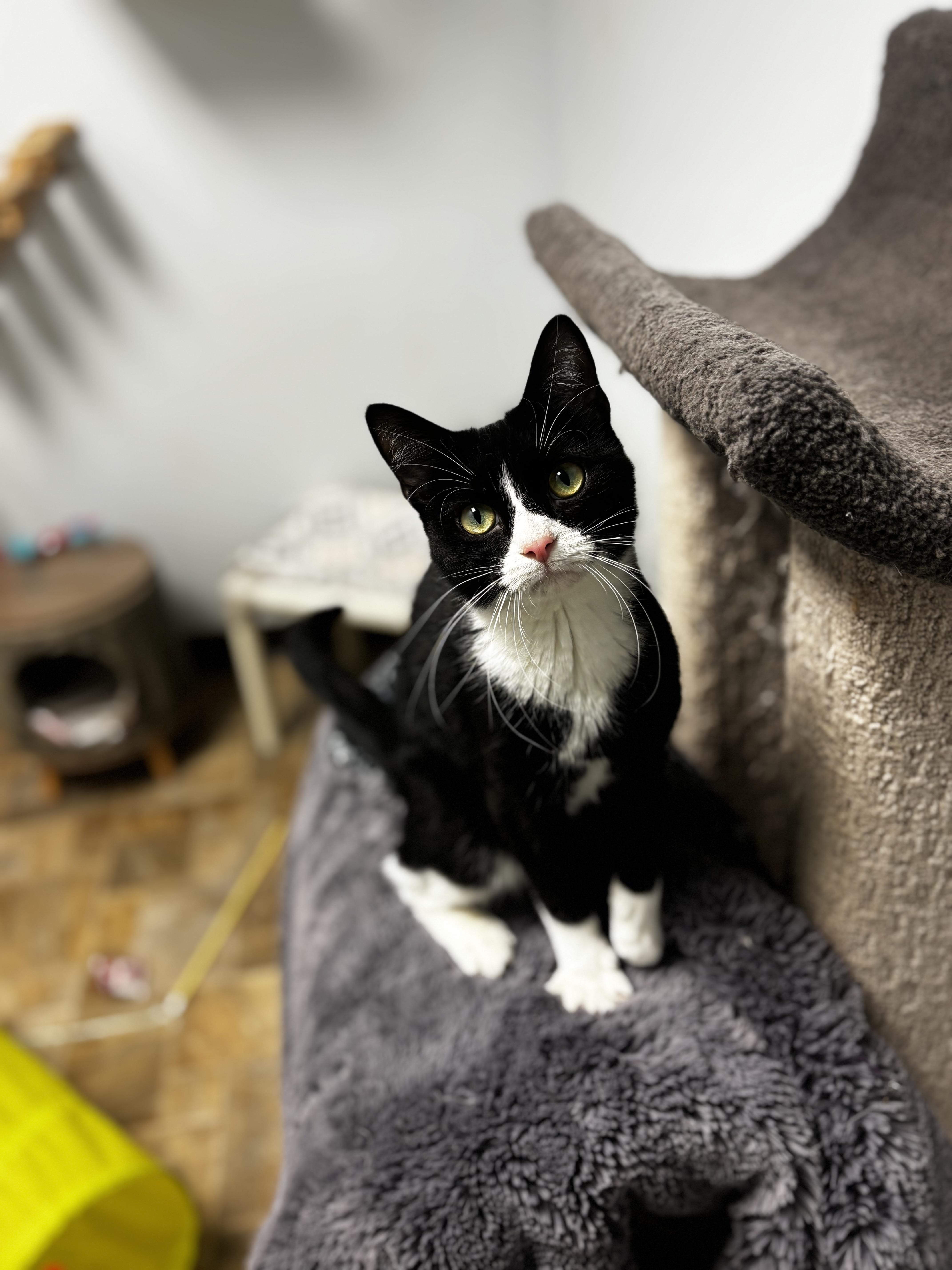 Indigo, ADOPTABLE, Adult Female Domestic Short Hair.