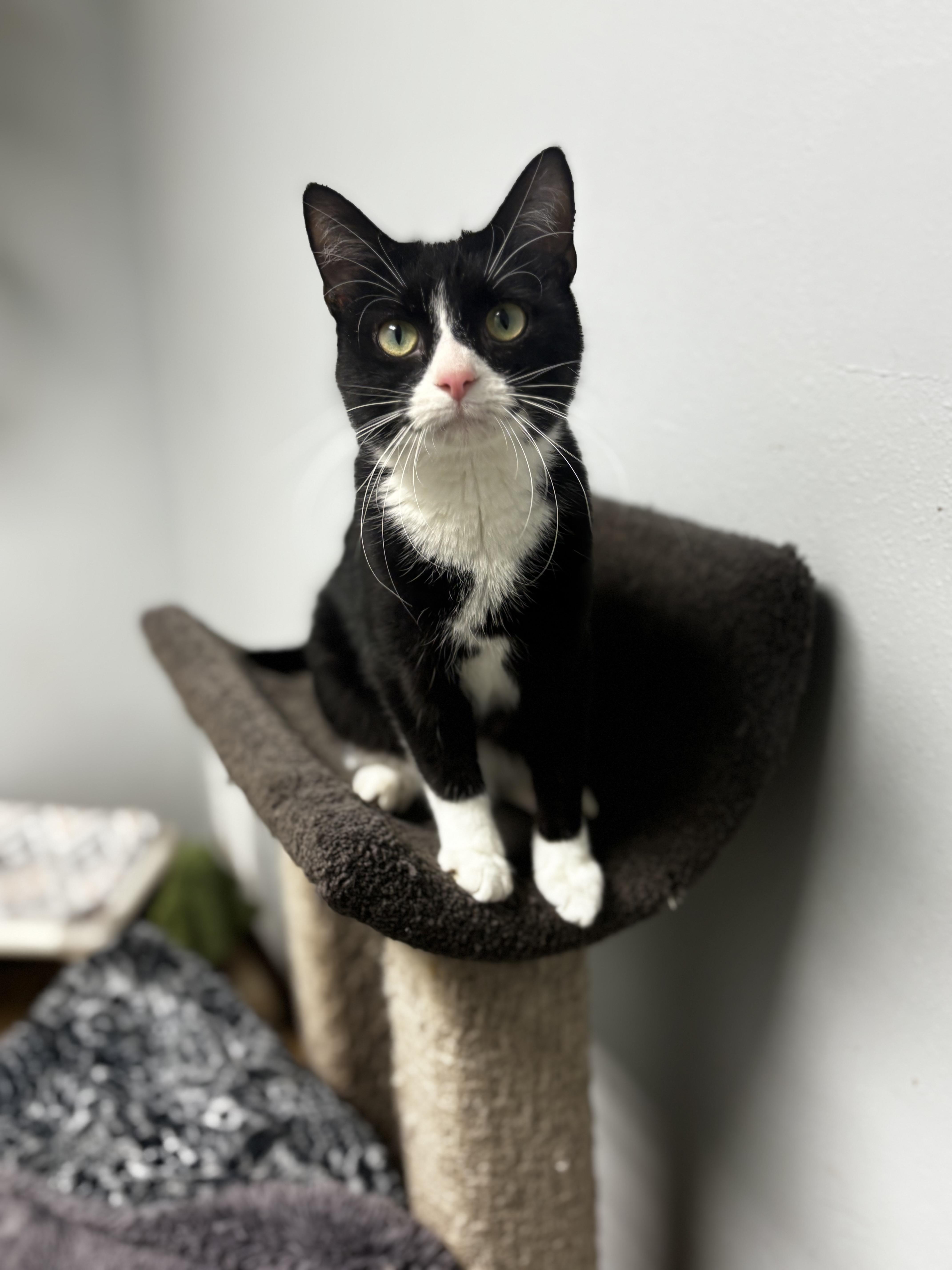 Enlarge Indigo, a ADOPTABLE Domestic Short Hair in Dodgeville, WI image 2/2