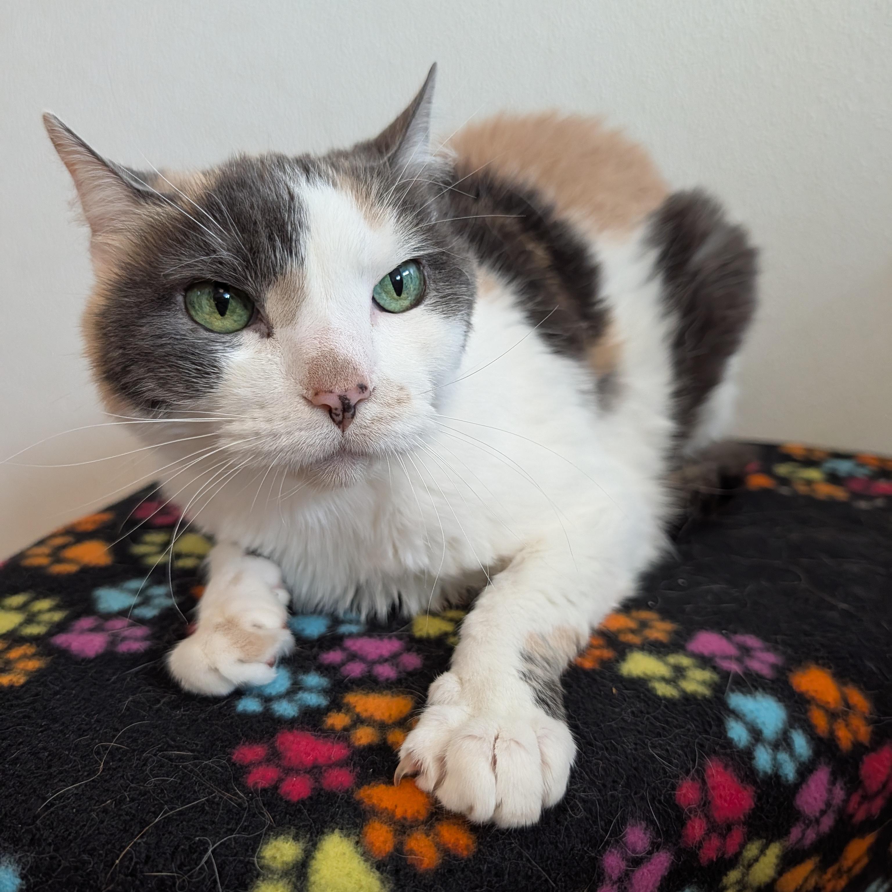 Enlarge Iris, a Adopted Domestic Short Hair in Rochester, MN image 1/2