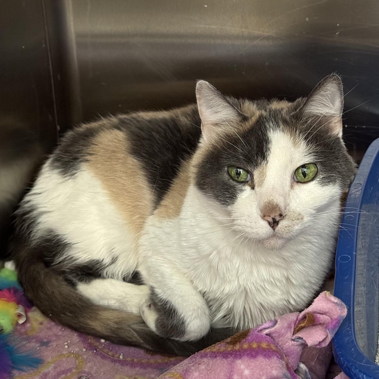 Enlarge Iris, a Adopted Domestic Short Hair in Rochester, MN image 2/2