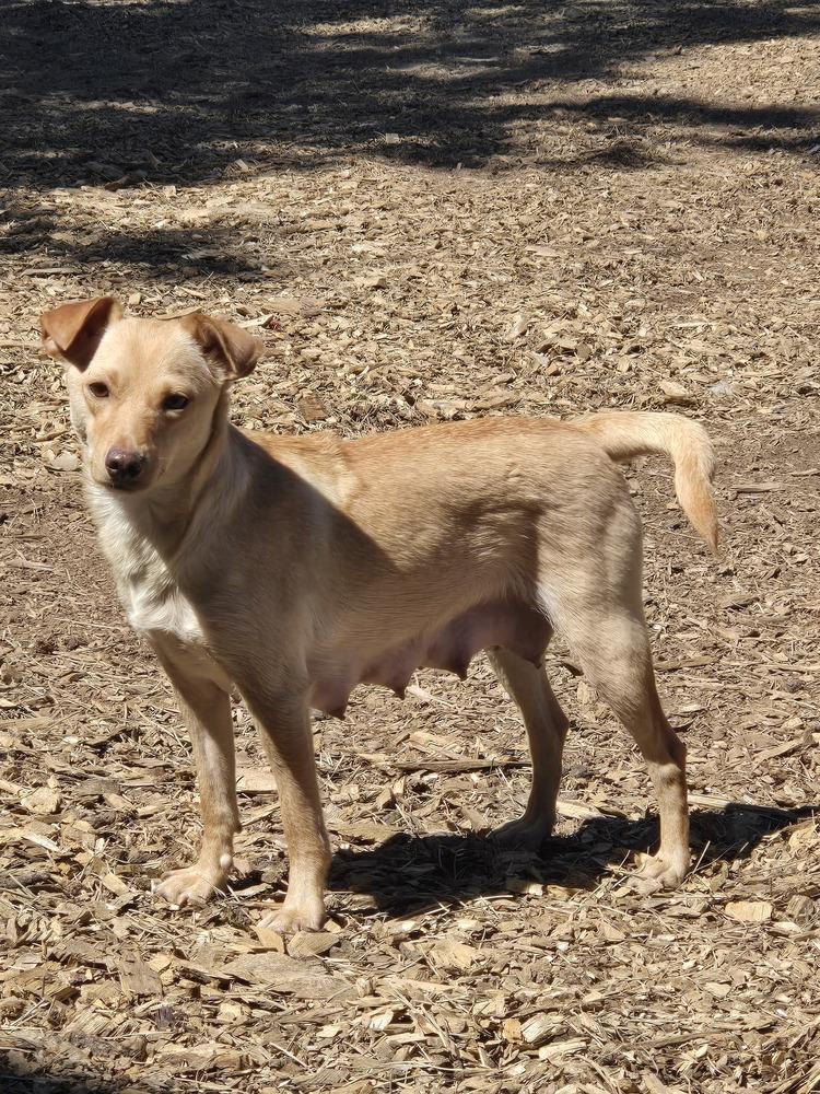 Enlarge Lionel, a Adoptable mixed breed in Bend, OR image 1/4