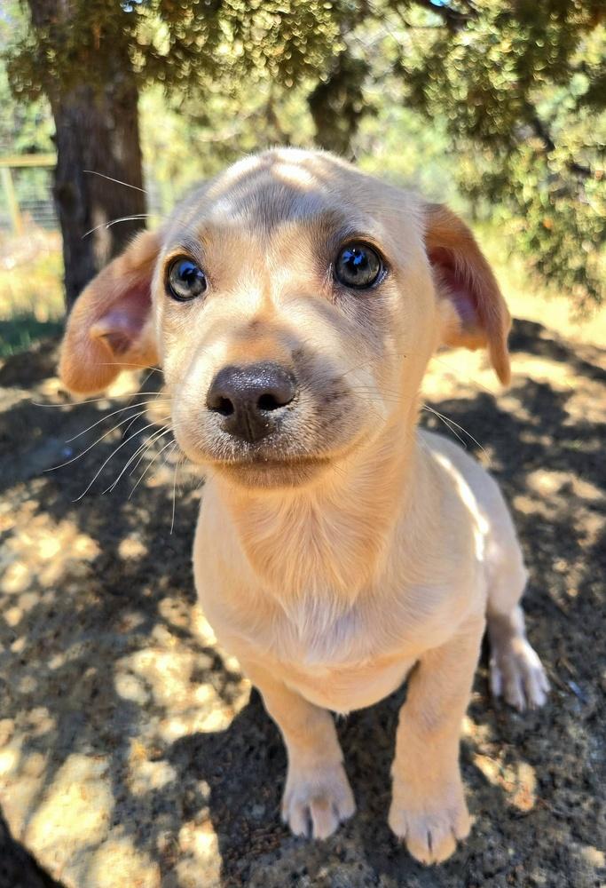 Lionel, a Adopted mixed breed in Bend, OR image 2/6