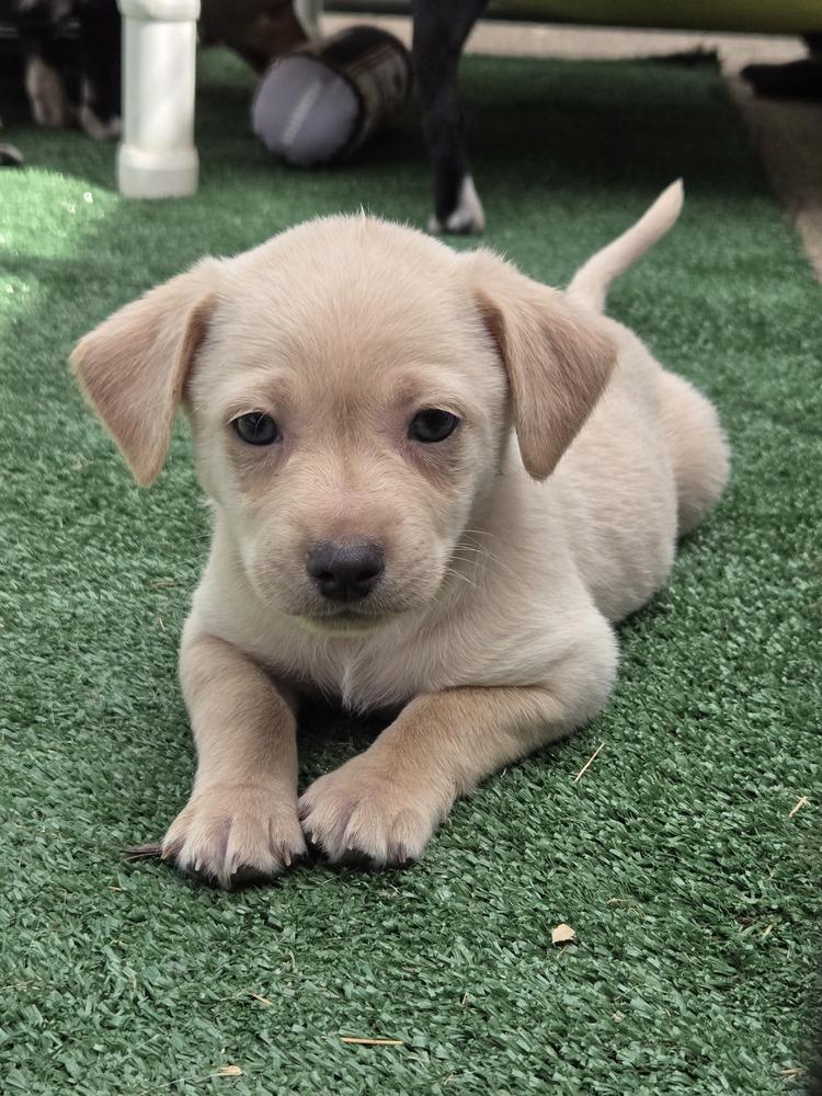 Lionel, a Adopted mixed breed in Bend, OR image 3/6