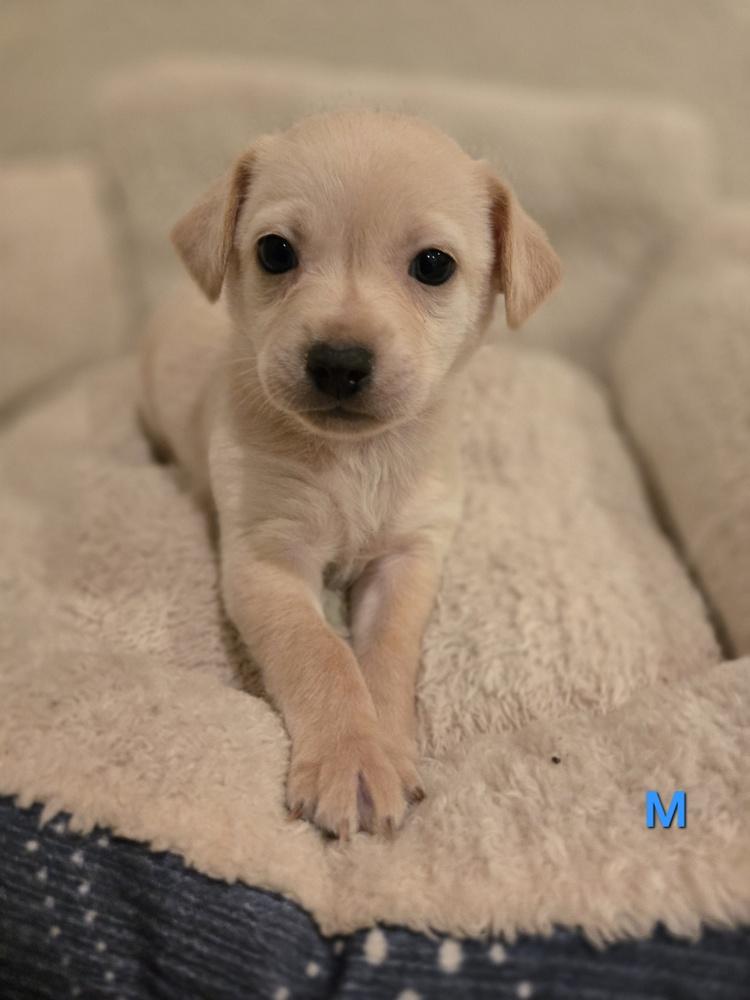 Enlarge Lionel, a Adoptable mixed breed in Bend, OR image 4/4