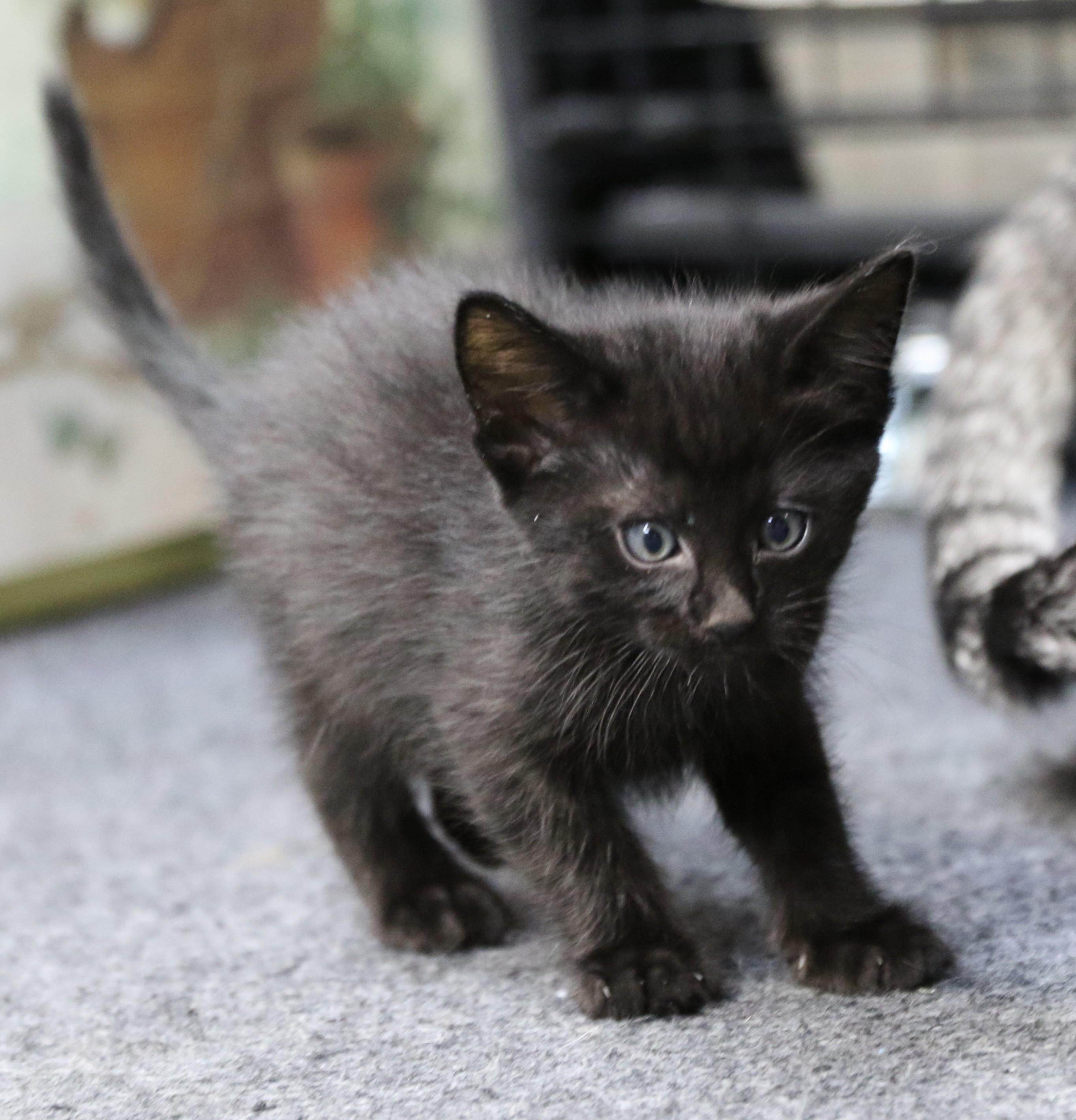 Mowgli, a Adoptable Domestic Short Hair in Cut Bank, MT image 3/5