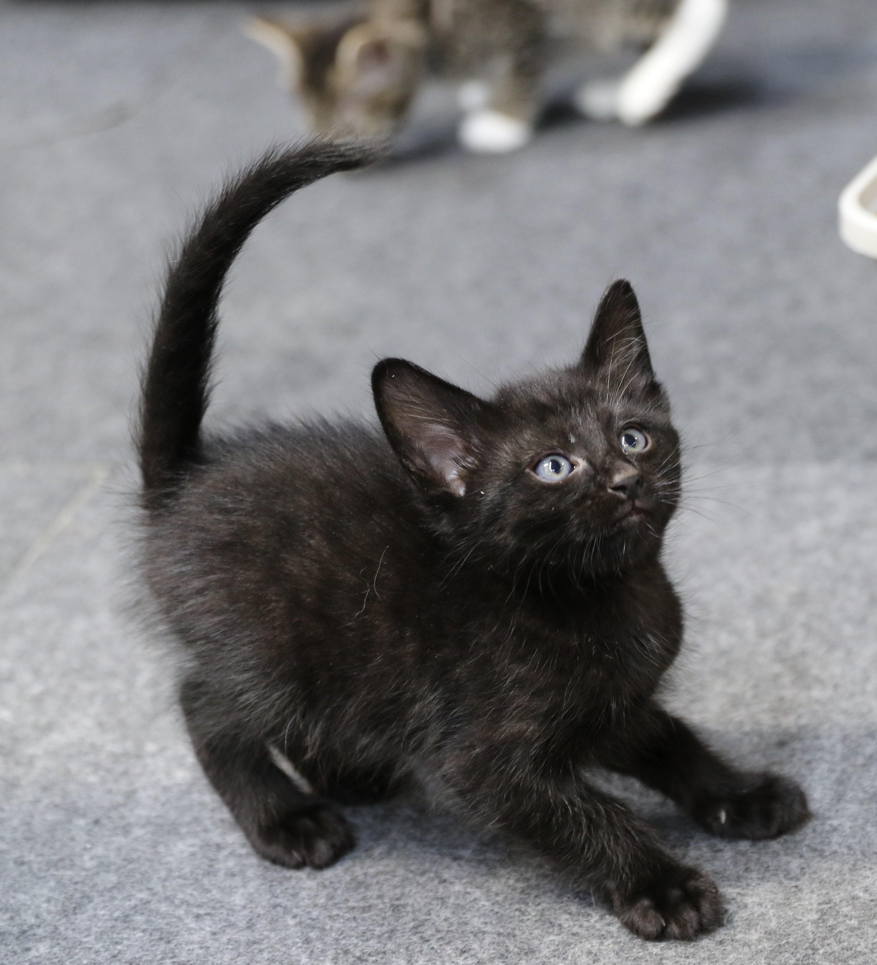 Mowgli, a Adoptable Domestic Short Hair in Cut Bank, MT image 4/5