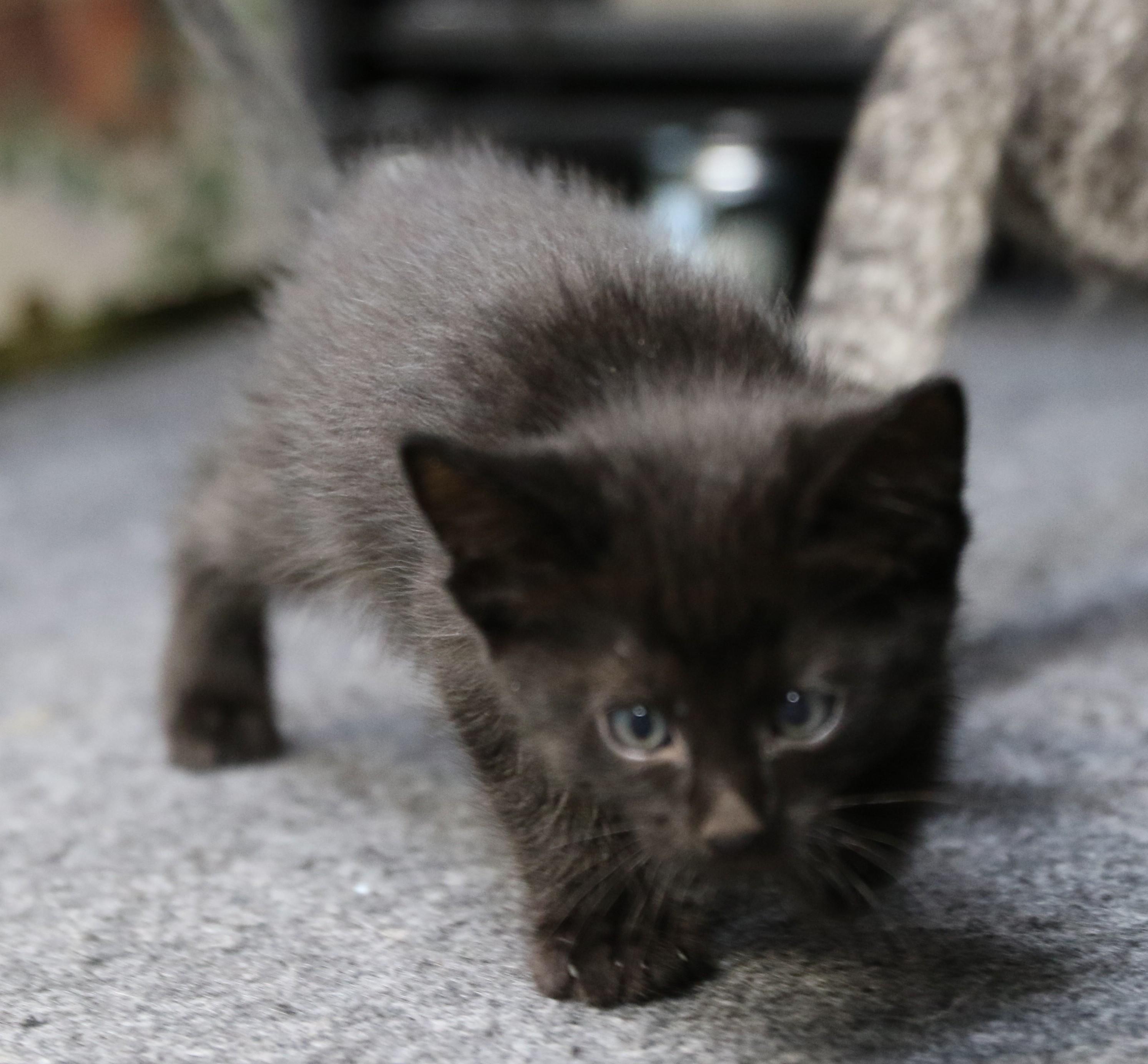 Mowgli, a Adoptable Domestic Short Hair in Cut Bank, MT image 2/5