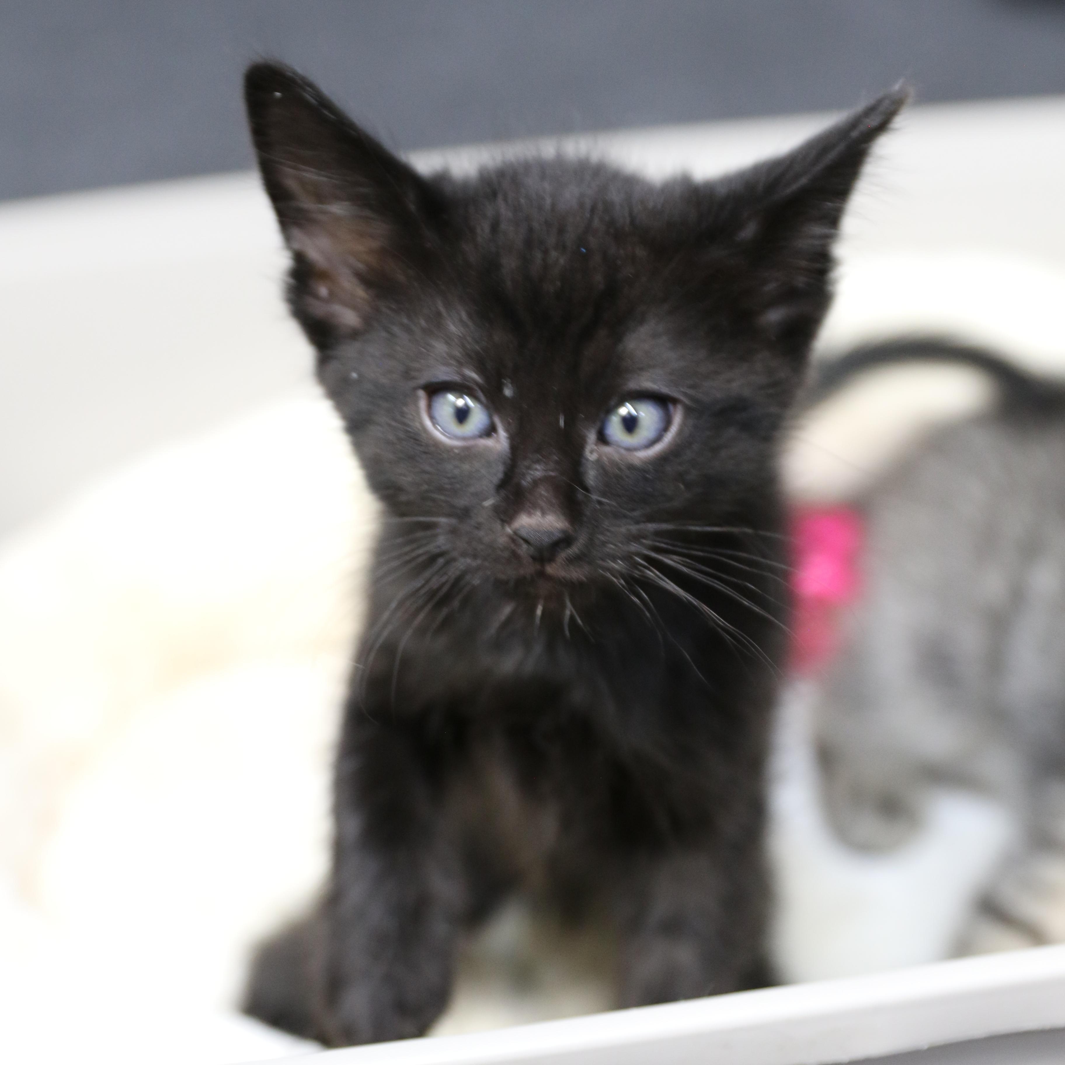 Mowgli, Adoptable, Kitten Male Domestic Short Hair.