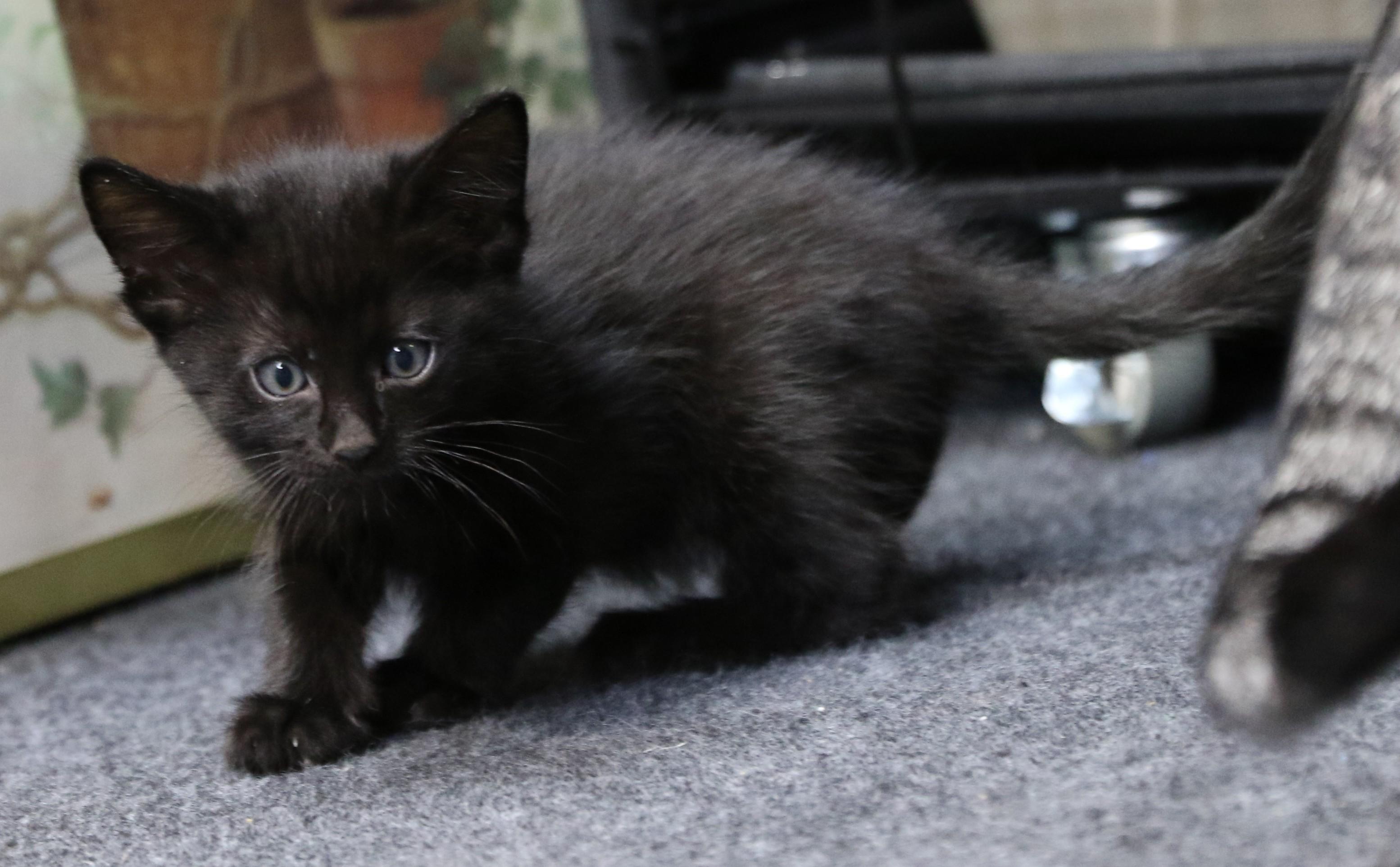 Mowgli, a Adoptable Domestic Short Hair in Cut Bank, MT image 5/5