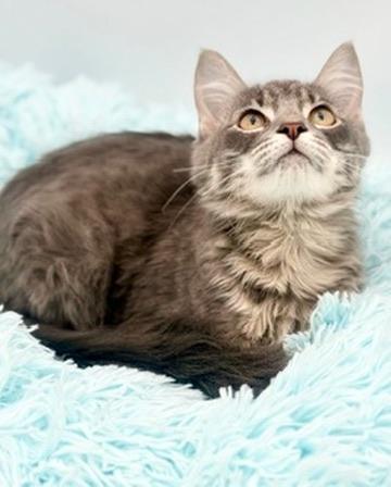 Enlarge Frog, an adoptable mixed breed in Covington, LA image 3/6