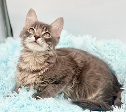 Frog, adoptable, Kitten Male Ragdoll & Domestic Long Hair.