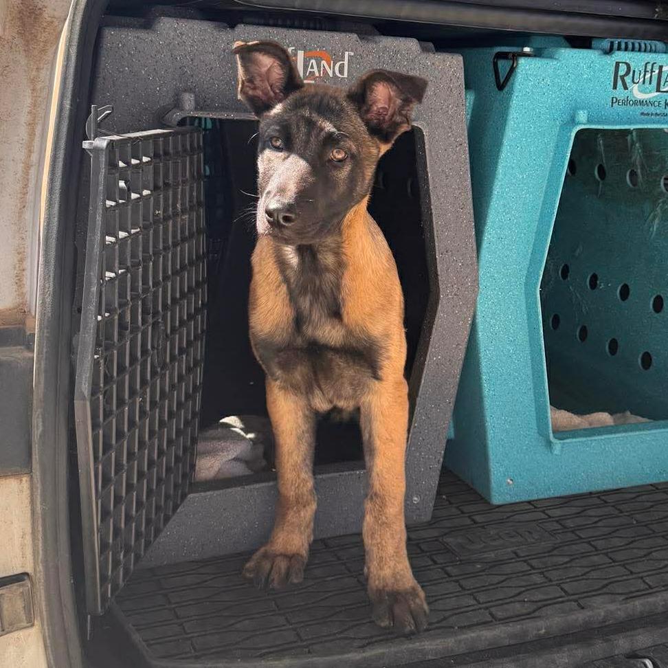 Enlarge Tango, a Adoptable Belgian Shepherd / Malinois in Tulsa, OK image 1/6