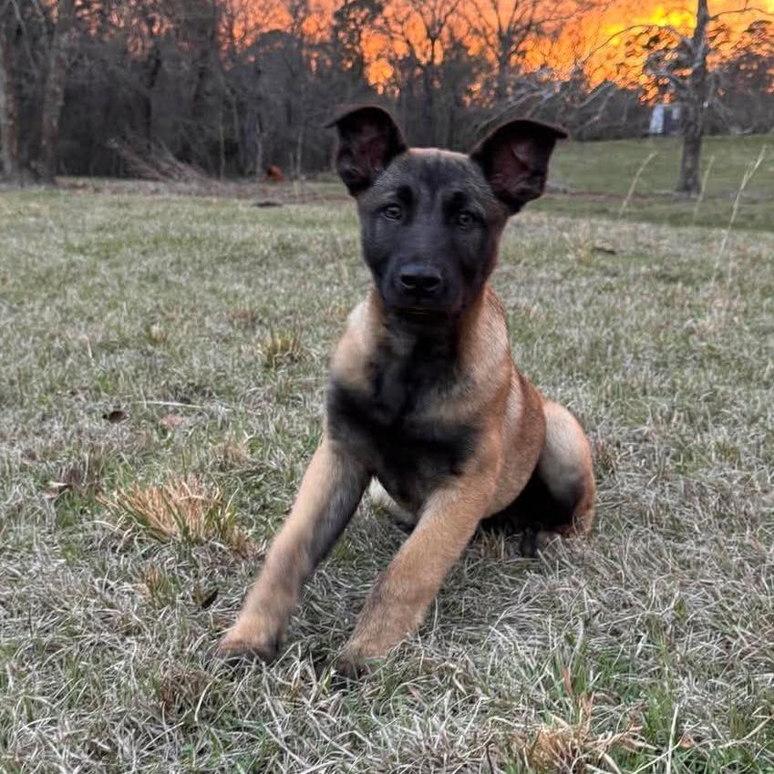 Enlarge Tango, a Adoptable Belgian Shepherd / Malinois in Tulsa, OK image 2/6