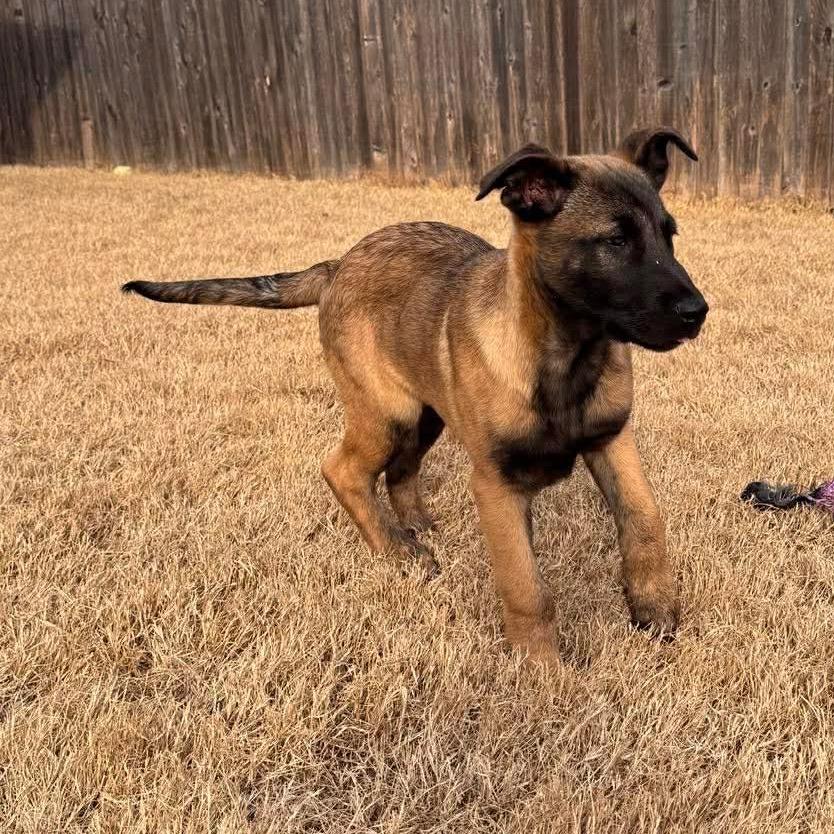 Enlarge Tango, a Adoptable Belgian Shepherd / Malinois in Tulsa, OK image 3/6
