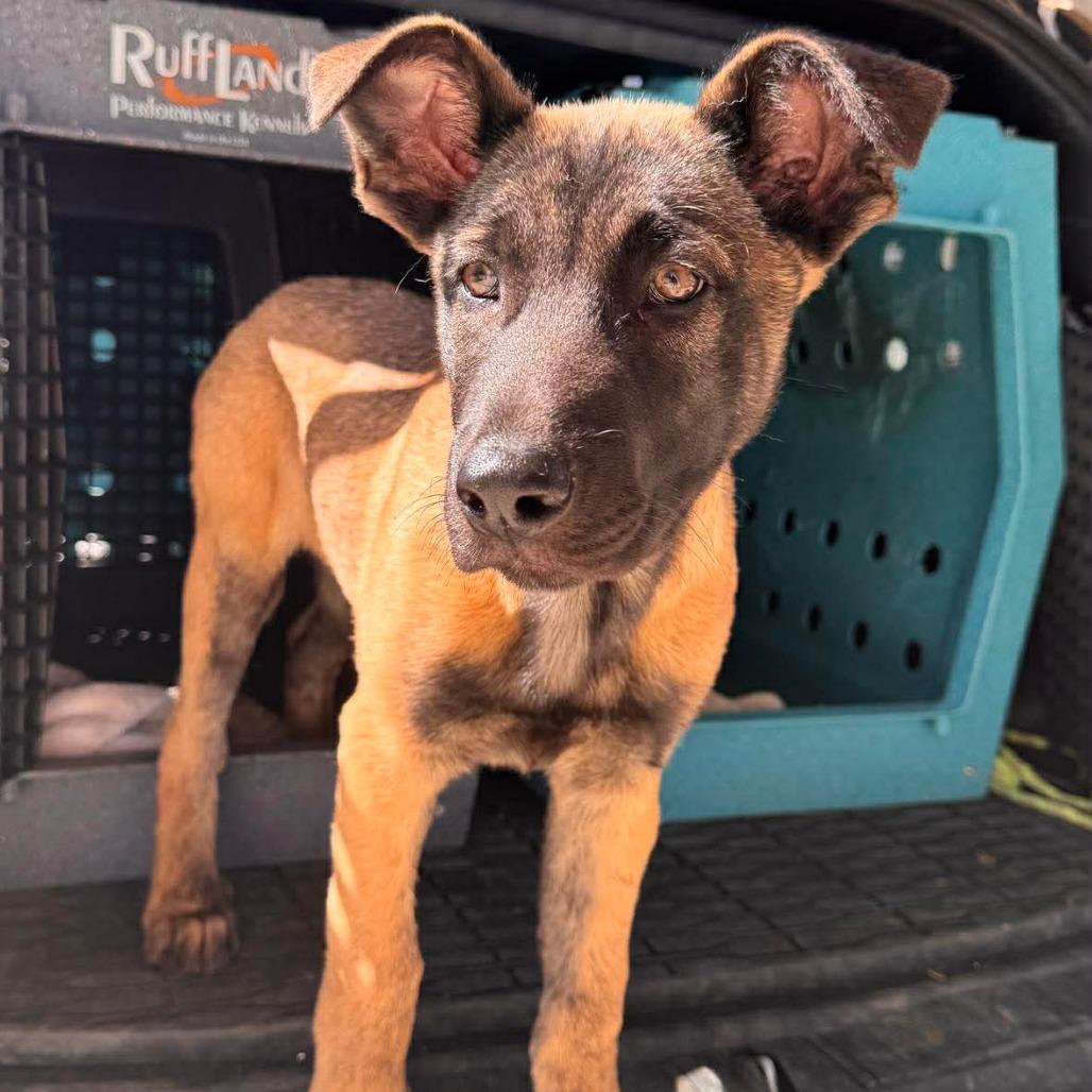 Enlarge Tango, a Adoptable Belgian Shepherd / Malinois in Tulsa, OK image 4/6