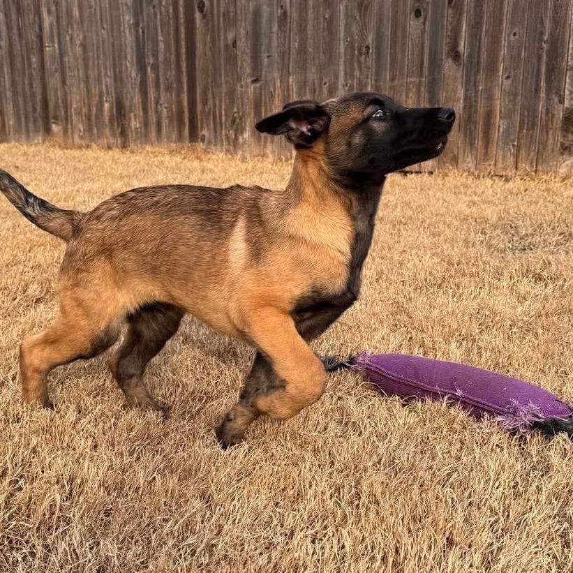 Enlarge Tango, a Adoptable Belgian Shepherd / Malinois in Tulsa, OK image 5/6