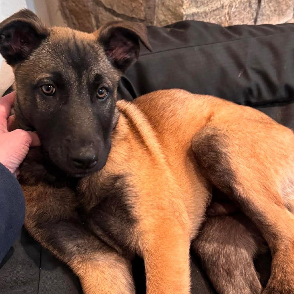 Enlarge Tango, a Adoptable Belgian Shepherd / Malinois in Tulsa, OK image 6/6