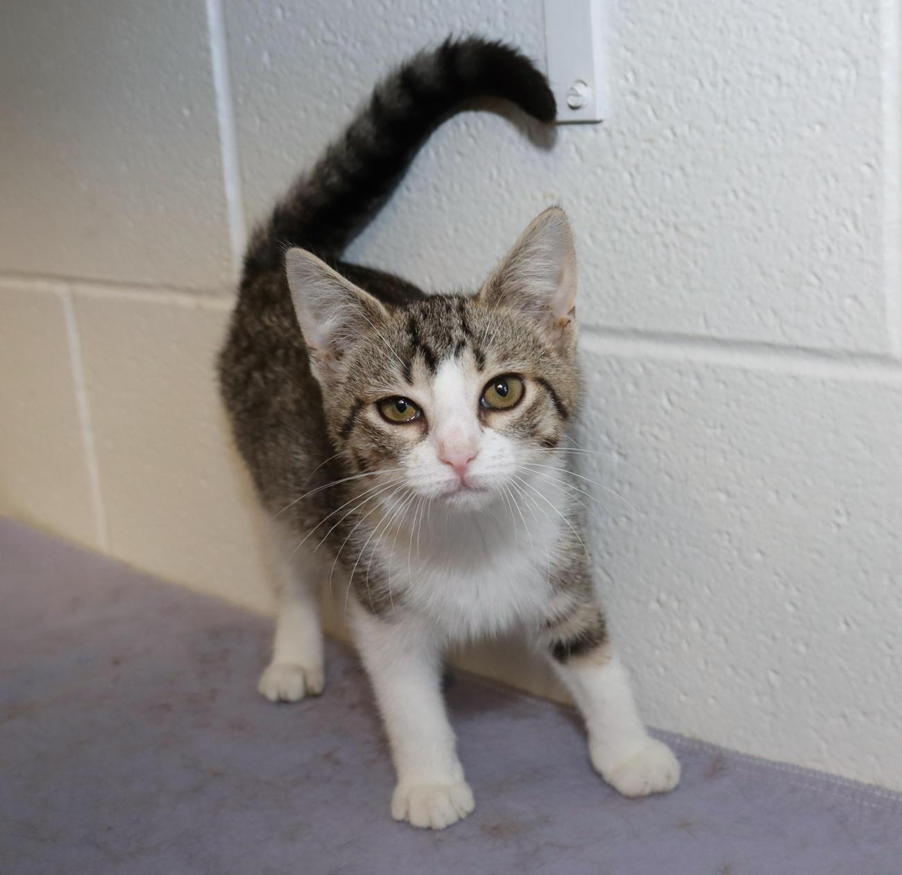 Enlarge Gracie, a Adopted Tabby in Euclid, OH image 5/6