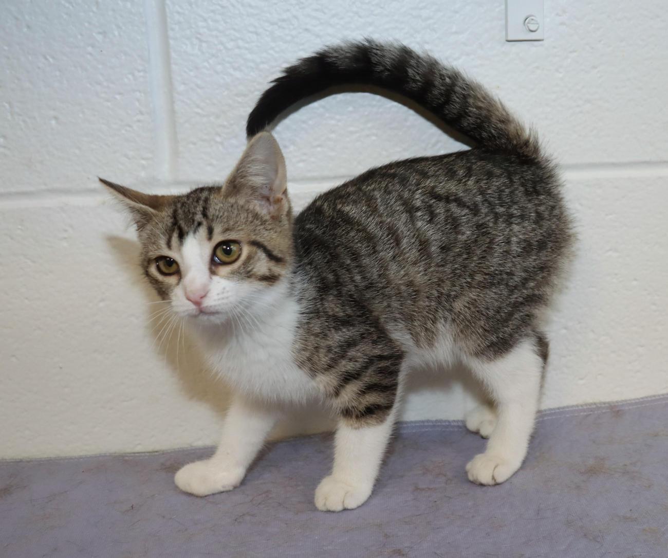 Enlarge Gracie, a Adopted Tabby in Euclid, OH image 4/6