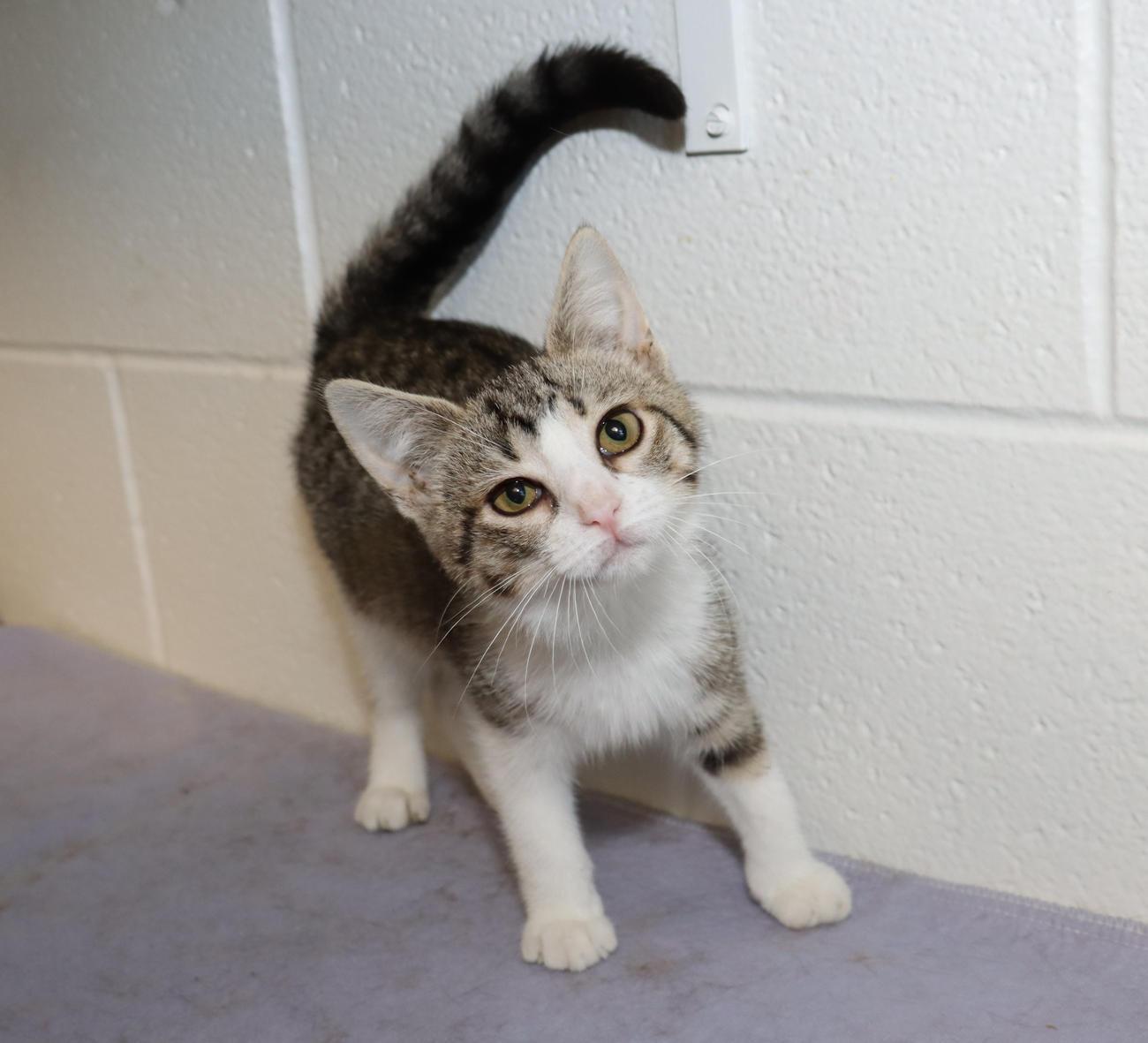 Enlarge Gracie, a Adopted Tabby in Euclid, OH image 3/6