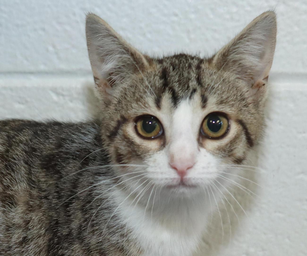Gracie, Adopted, Kitten Female Tabby.