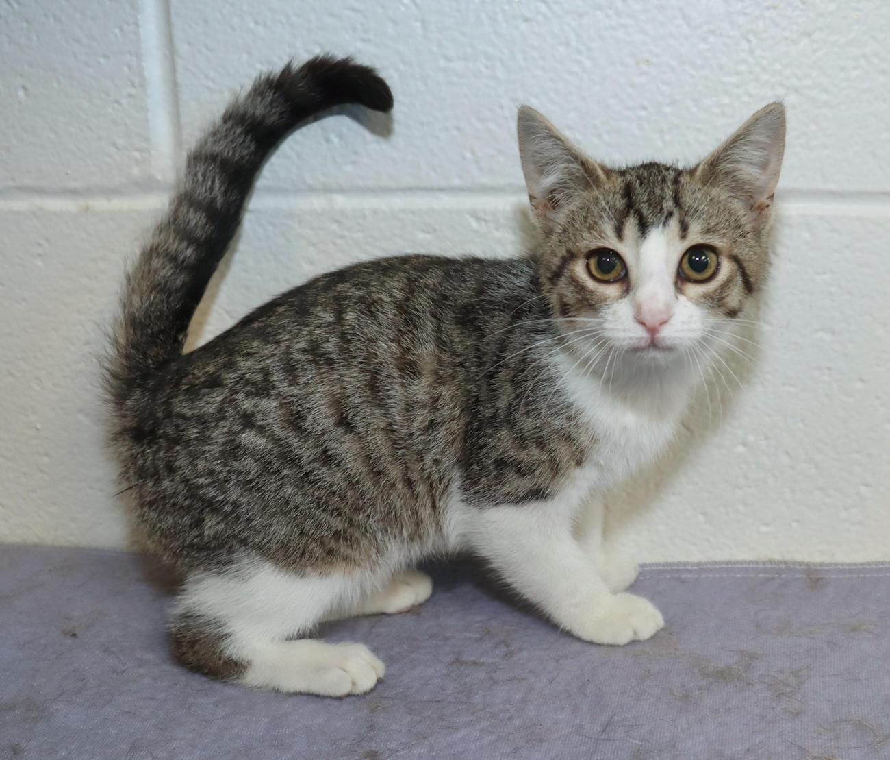 Enlarge Gracie, a Adopted Tabby in Euclid, OH image 6/6