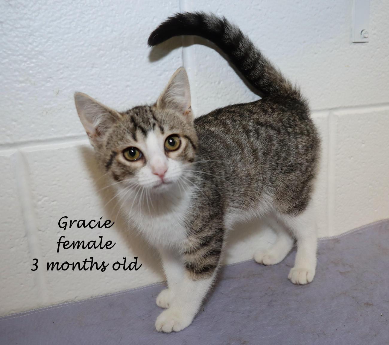 Enlarge Gracie, a Adopted Tabby in Euclid, OH image 2/6