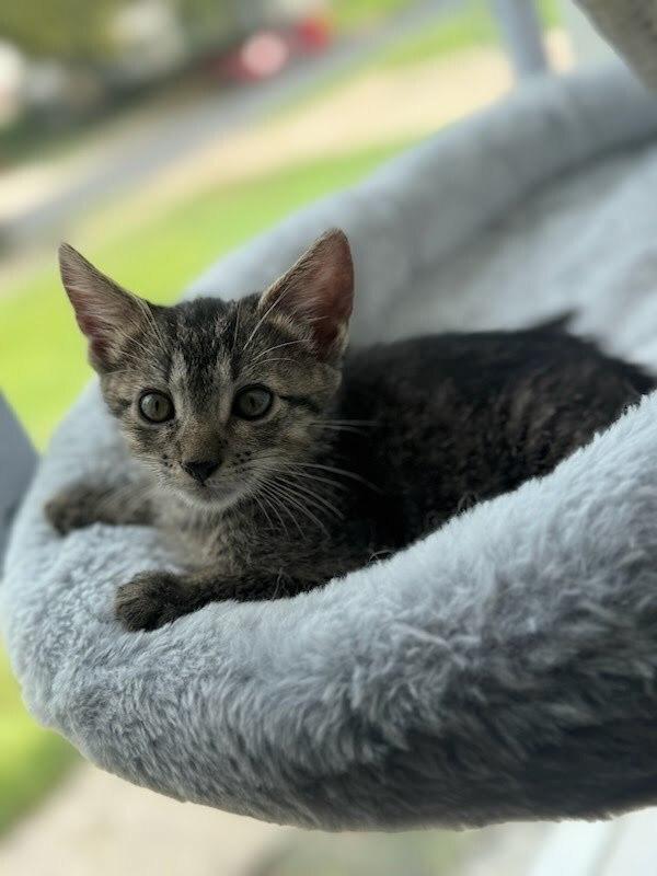 Sully — thumbnail 5